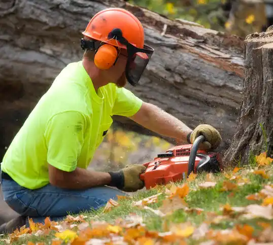 tree services Edina